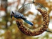 Holscher_PeanutWreathBlueJay_4c